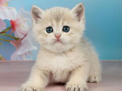 Princess - British Shorthair - Gallery Photo #1