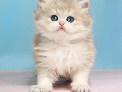 Pryanik - British Shorthair - Gallery Photo #1