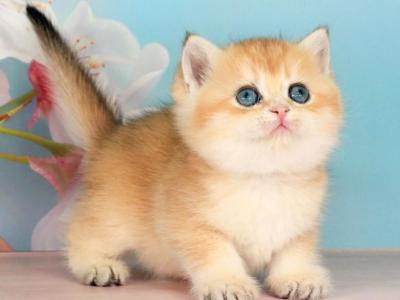 Quentin - British Shorthair - Gallery Photo #1