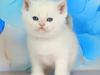 Quest - British Shorthair - Gallery Photo #1