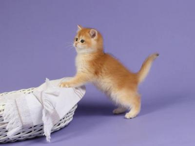 Jasper - British Shorthair - Gallery Photo #1