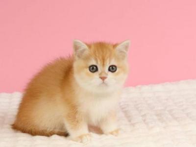 Jennie - British Shorthair - Gallery Photo #1