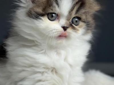 Royal Romeo - Scottish Fold - Gallery Photo #1