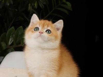 Jam - British Shorthair - Gallery Photo #1