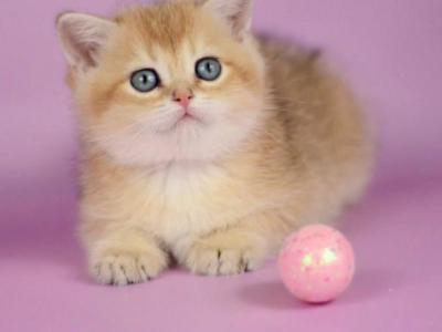 Wesley - British Shorthair - Gallery Photo #1