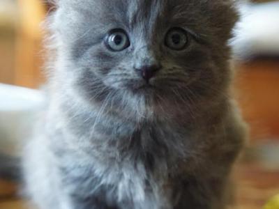 Nebelung Kittens - Nebelung - Gallery Photo #1