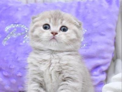 Hanna - Scottish Fold - Gallery Photo #1