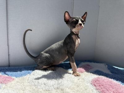 Handsome Boy - Sphynx - Gallery Photo #1