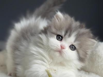 Rosie Bloom - Scottish Fold - Gallery Photo #1