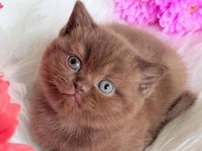 Emma - British Shorthair - Gallery Photo #1