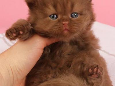 Fred - British Shorthair - Gallery Photo #1