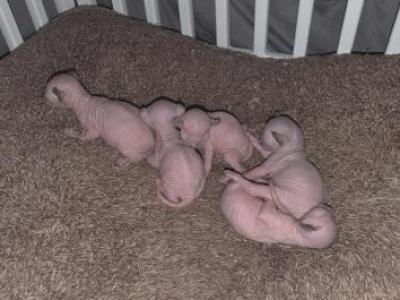 Olives Kitten's - Sphynx - Gallery Photo #1