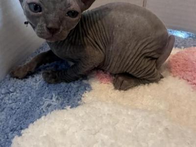 Spring Litter Update - Sphynx - Gallery Photo #1