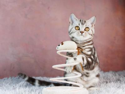 Quincy - British Shorthair - Gallery Photo #1