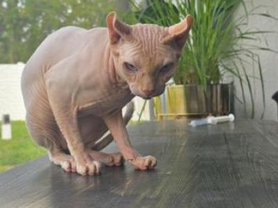 Niko - Sphynx - Gallery Photo #1
