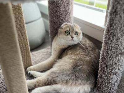 Stesha - Scottish Fold - Gallery Photo #1