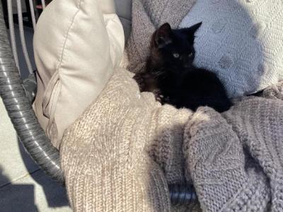 Pepper - Domestic - Gallery Photo #1
