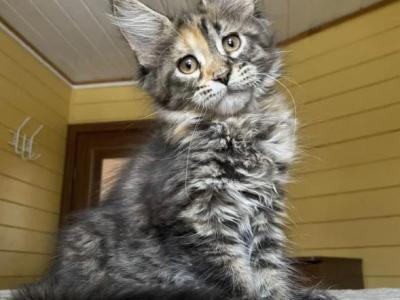 Polydactyl Female Maine Coon - Maine Coon - Gallery Photo #1