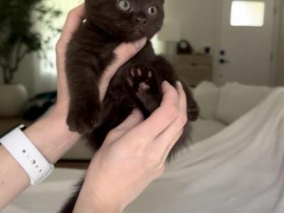 Chocolate - British Shorthair - Gallery Photo #1