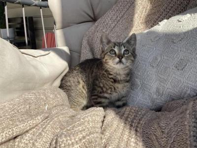 Winnie - Domestic - Gallery Photo #1