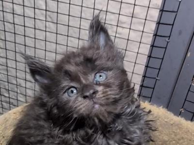 Mishka - Maine Coon - Gallery Photo #1