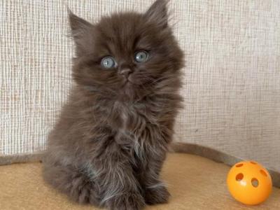 Xsander - British Shorthair - Gallery Photo #1