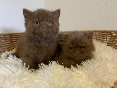 Cinnamon Boys - British Shorthair - Gallery Photo #1