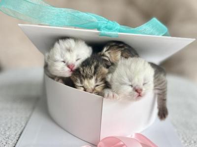 Litter Of Four - Scottish Fold - Gallery Photo #1