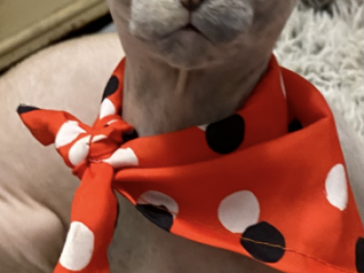 Atena - Sphynx - Gallery Photo #1