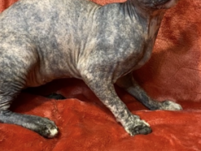 India - Sphynx - Gallery Photo #1