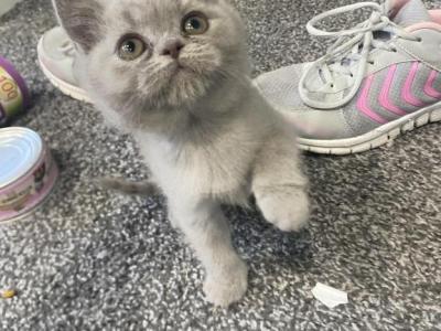 Tiny Temu - British Shorthair - Gallery Photo #1