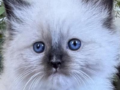 TICA Seal Mitted Male - Ragdoll - Gallery Photo #1