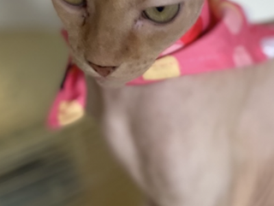 Pamela - Sphynx - Gallery Photo #1