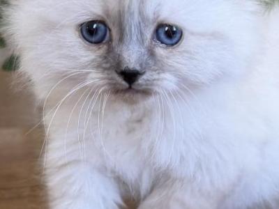 TICA Blue Mitted Girl - Ragdoll - Gallery Photo #1