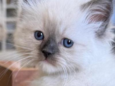 TICA Blue Mitted Male - Ragdoll - Gallery Photo #1
