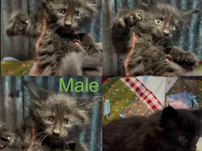Black Smoke - Maine Coon - Gallery Photo #1