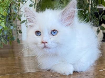 TICA Lilac Bicolor Female - Ragdoll - Gallery Photo #1