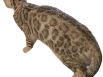 READY Silver Female Bengal Kitten - Bengal - Gallery Photo #1