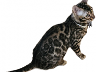 Male Female Brown Silver Bengal Kittens - Bengal - Gallery Photo #1
