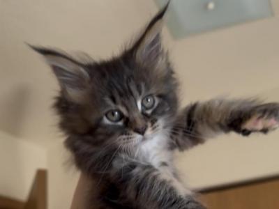 Cooniiverse Maine Coon 3 - Maine Coon - Gallery Photo #1