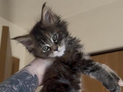 Cooniiverse Maine Coons 4 - Maine Coon - Gallery Photo #1