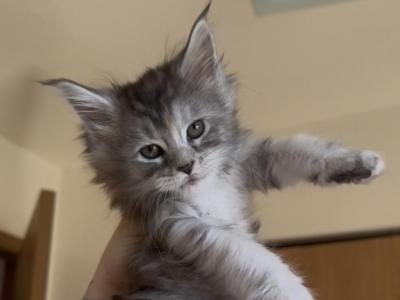 Cooniiverse Maine Coons - Maine Coon - Gallery Photo #1