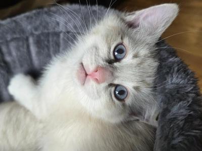 Ragamese Kittens - Siamese - Gallery Photo #1