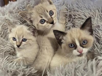 Spring Kittens - Ragdoll - Gallery Photo #1