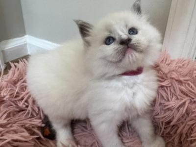 Peanut - Ragdoll - Gallery Photo #1