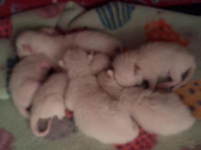 Traditional Applehead Purebred - Siamese - Gallery Photo #1