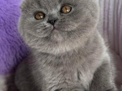 Salsa SFS Blue Scottish Fold - British Shorthair - Gallery Photo #1