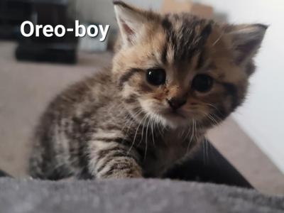 Oreo - Scottish Straight - Gallery Photo #1