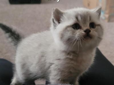 Crumble - Scottish Straight - Gallery Photo #1