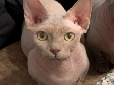 Peanut - Bambino - Gallery Photo #1